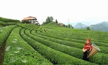 16-22 TEMMUZ 2026 BOYDAN BOYA BATI-DOĞU KARADENİZ &BATUM TURU