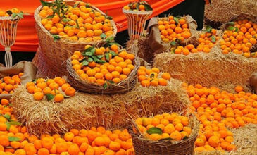 SEFERHİSAR MANDALİNA FESTİVALİ TURU