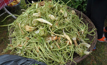 29 MART 2026 BODRUM ACI OT FESTİVALİ & SÖKE NOVADA  OUTTLET AWM  TURU