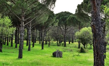 03 MAYIS 2026 BERGAMA ANTİK KENTİ-DİKİLİ