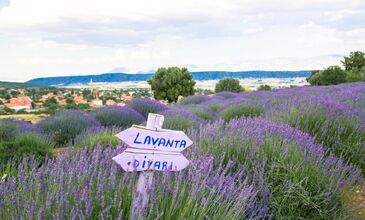 ISPARTA MUHTEŞEM LAVANTA BAHÇELERİ  TURU